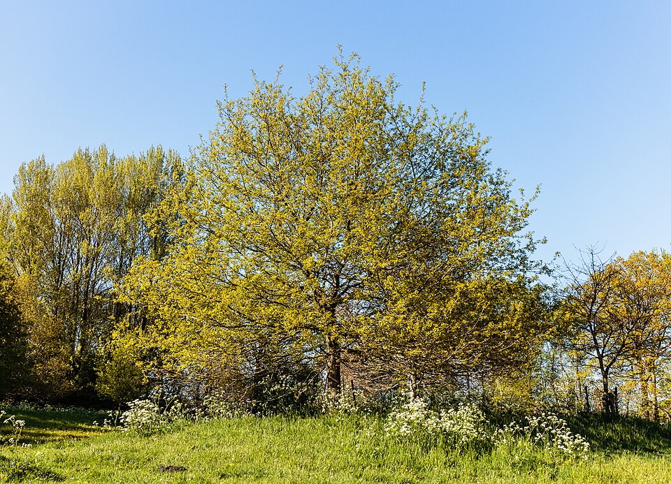 L’organisation fonctionnelle des plantes à fleurs