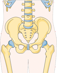 Le coccyx humain, vestige de la queue disparue il y a 25 millions d'années