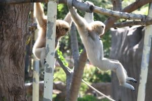 Gibbon en suspension dans les arbres — disparition de la queue chez les grands singes