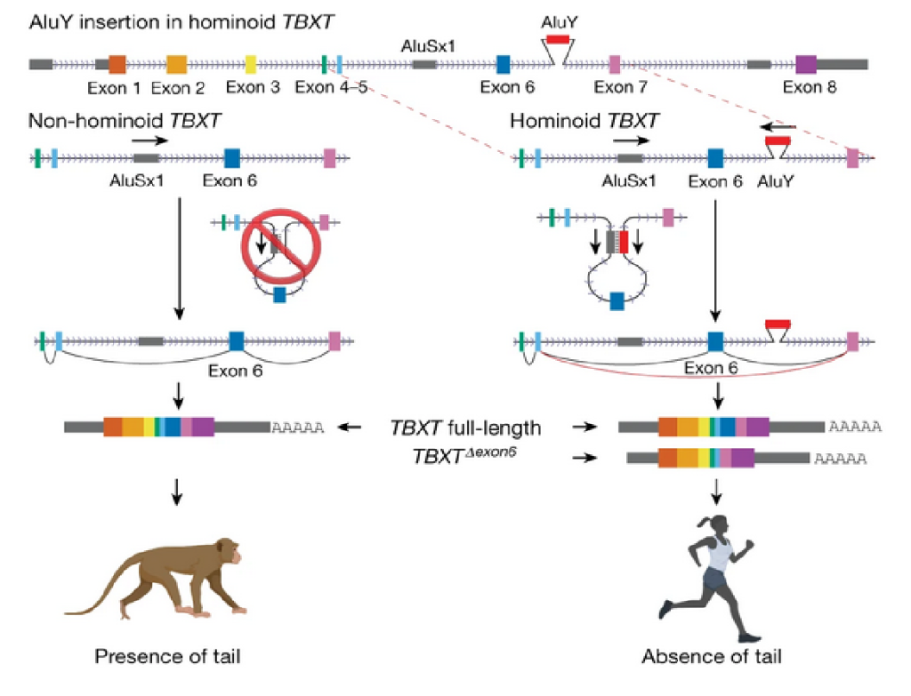 Mécanisme d'insertion de l'élément AluY dans le gène TBXT chez l'ancêtre des Hominoïdes