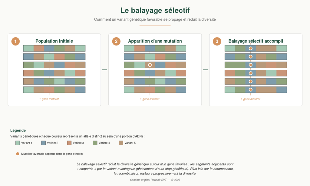 Schéma d'un balayage sélectif — propagation d'un variant génétique favorable et réduction de la diversité dans une population