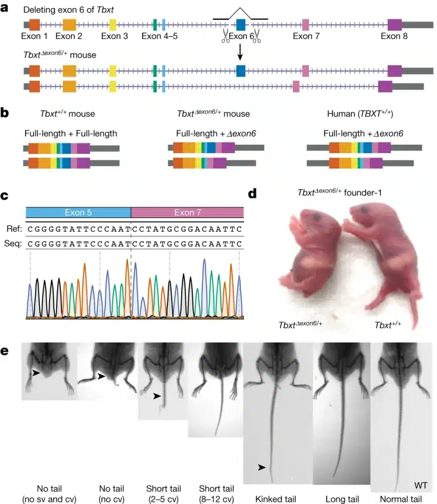 Phénotypes de queue chez la souris selon l'expression de l'isoforme TBXT Δexon6 (queue normale, raccourcie, absente)