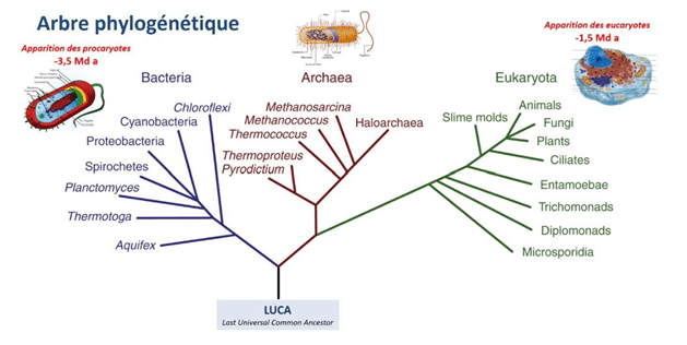 Arbre phylogénétique du vivant enraciné sur LUCA et divisé en trois domaines : Bactéries, Archées et Eucaryotes