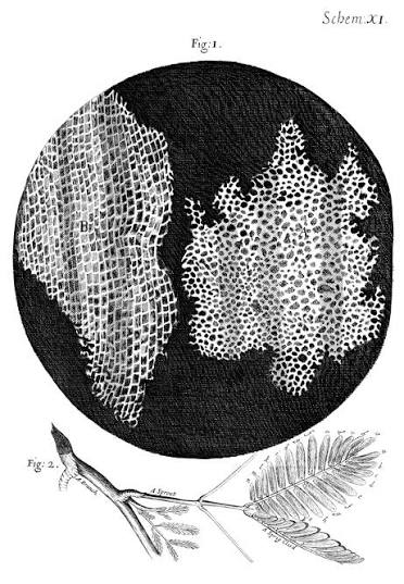 Observation du liège par Hooke au microscope : des logettes en nid d'abeille qu'il nomme cellules