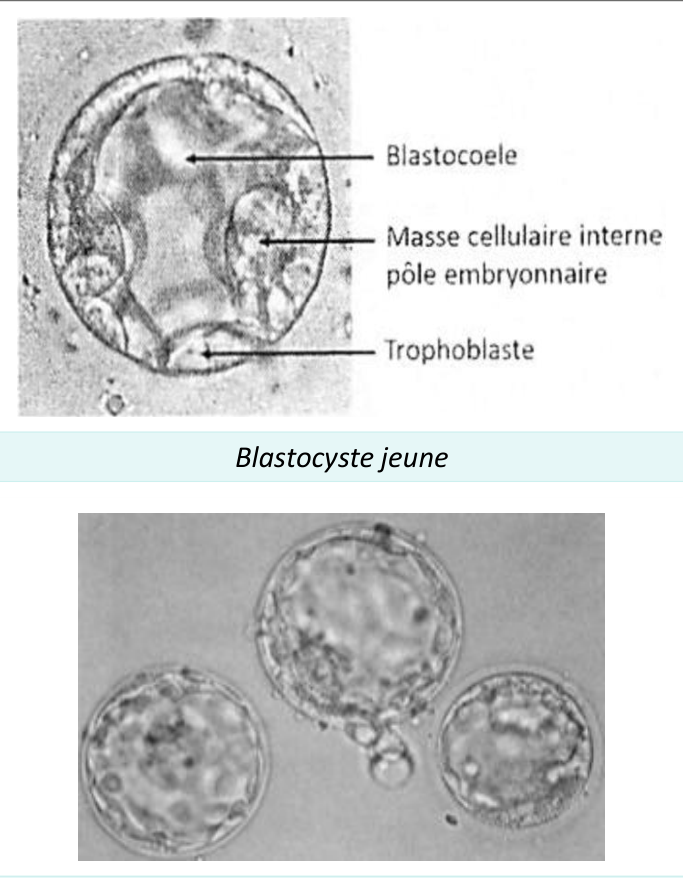Histologie d'un blastocyste jeune