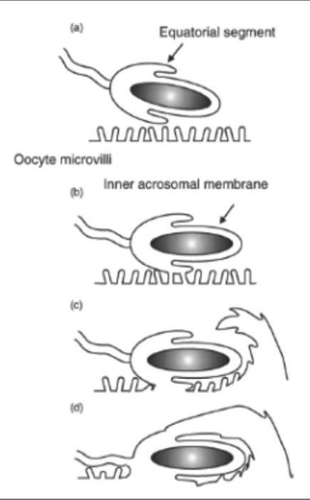 La fusion des gamètes au niveau du segment équatorial du spermatozoïde