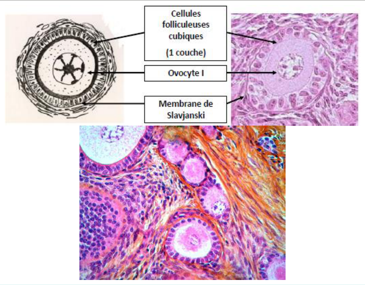 Le follicule primaire : cellules folliculaires cubiques et début de la zone pellucide