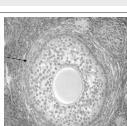 Histologie d'un follicule secondaire pré-antral