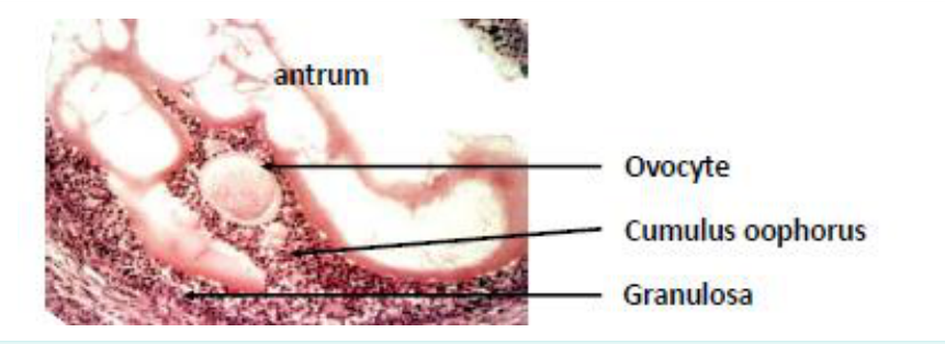 Histologie d'un follicule antral : antrum, cumulus oophorus et granulosa