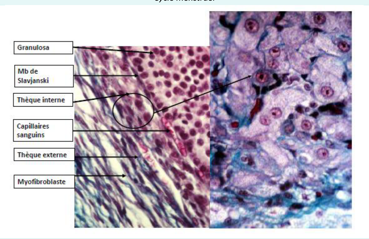 Histologie : thèque interne et granulosa d'un follicule en croissance