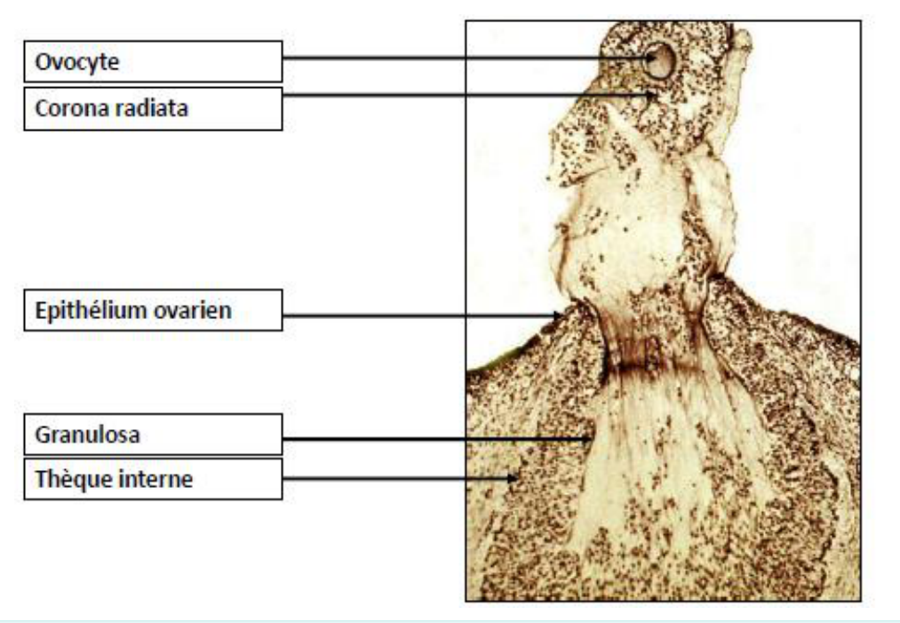Histologie d'un follicule ovulatoire peu avant la rupture