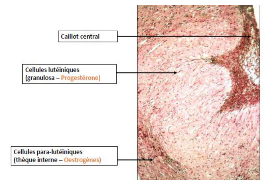 Histologie du corps jaune : cellules lutéales issues de la granulosa