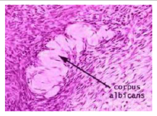 Histologie du corpus albicans : cicatrice fibreuse laissée par le corps jaune