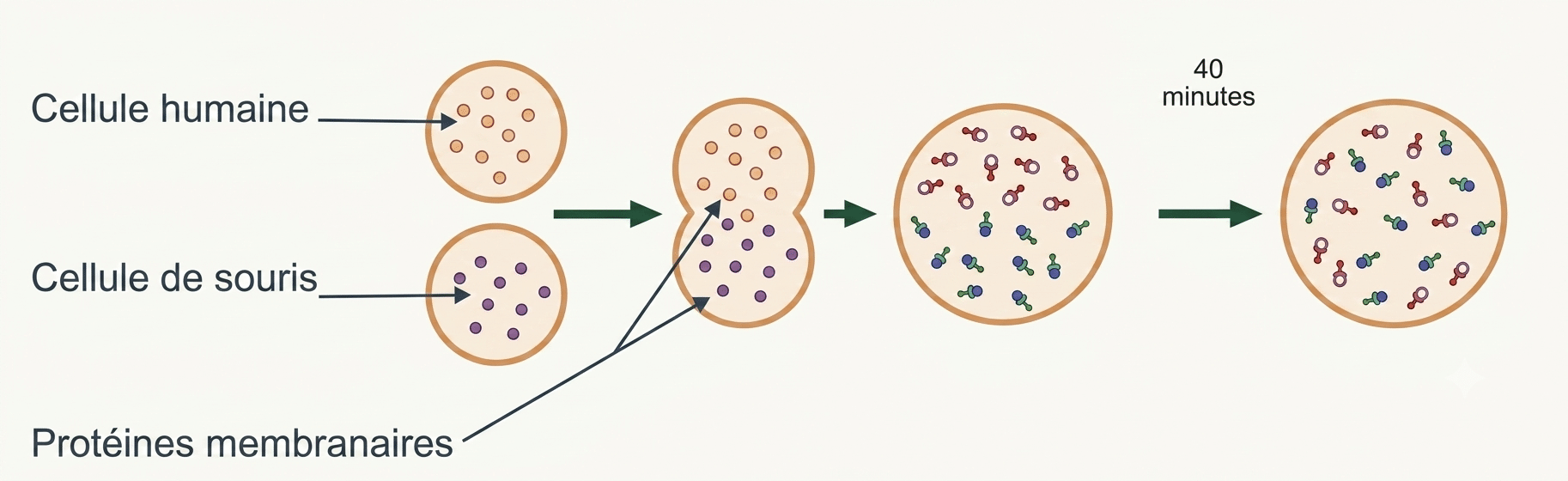 Expérience de Frye et Edidin : mélange des protéines membranaires dans un hétérocaryon