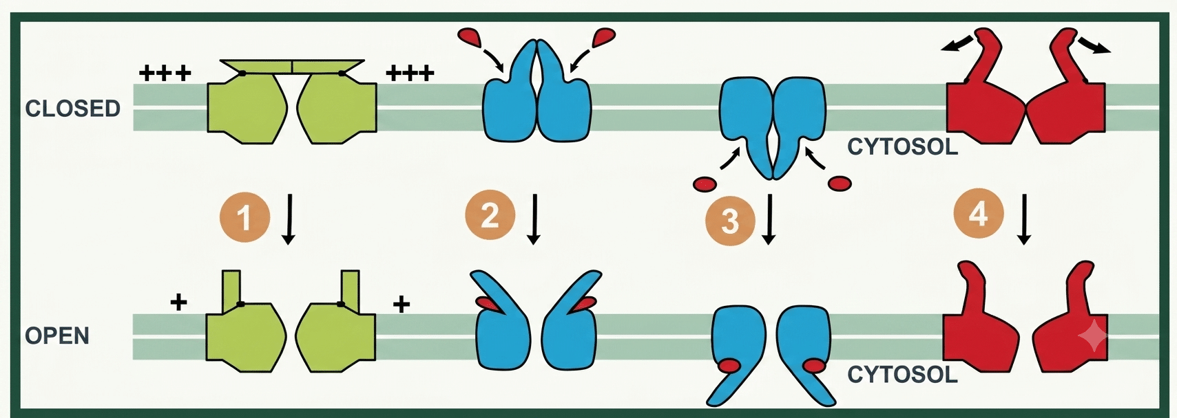 Les quatre mécanismes d'ouverture des canaux ioniques (voltage, ligand extra/intracellulaire, mécanique)