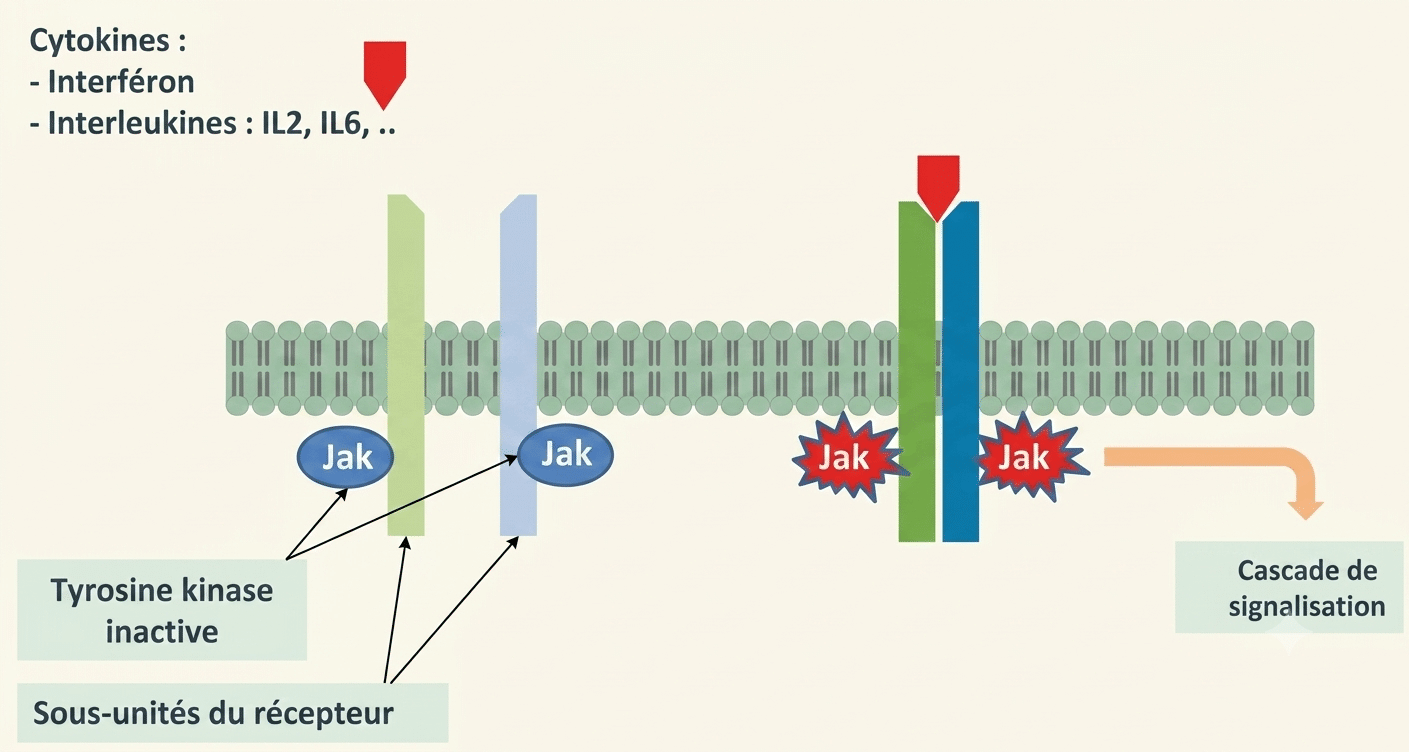 Récepteur des cytokines : activation des kinases JAK après fixation du ligand
