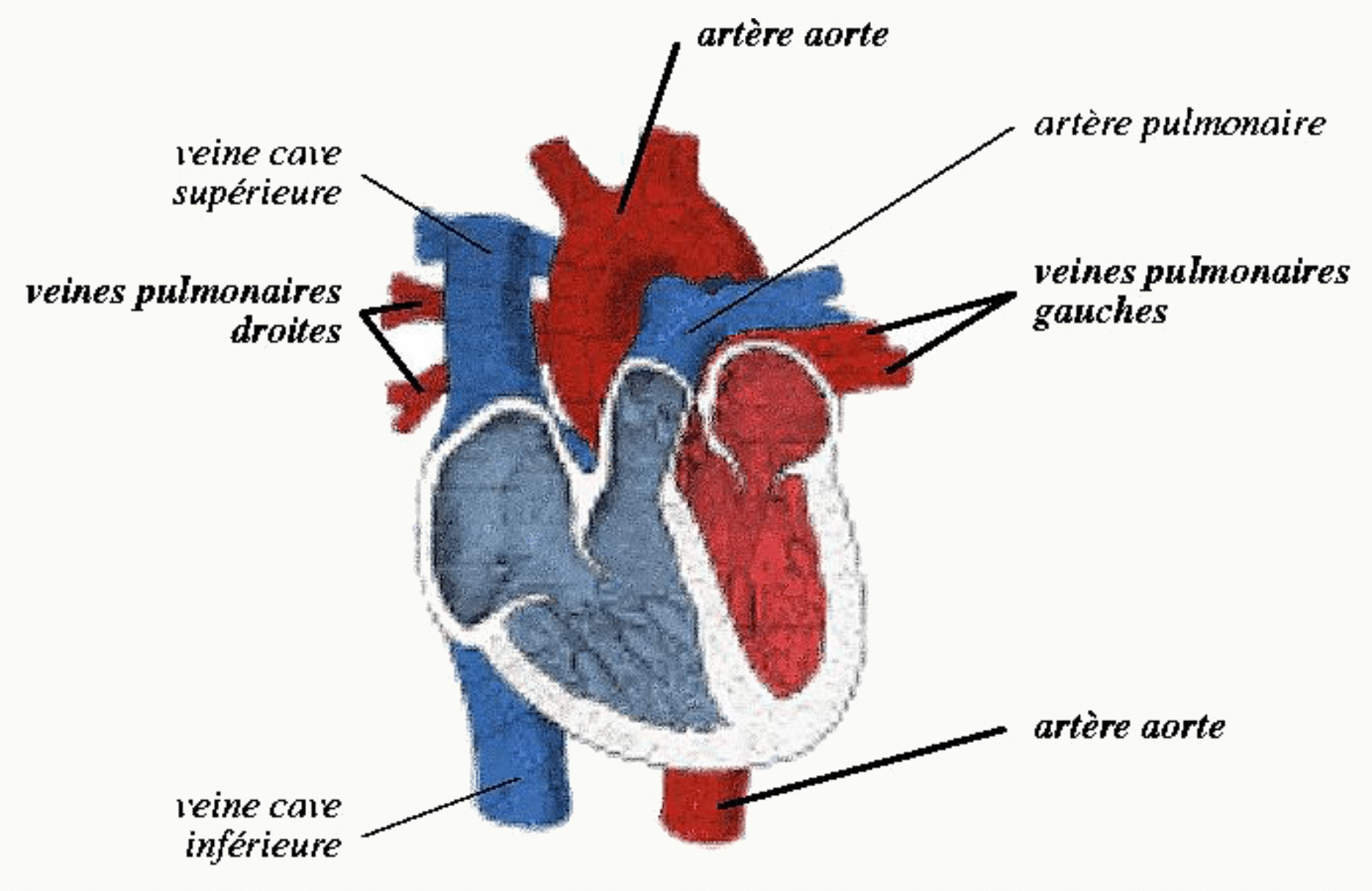 Abouchements du cœur : veines caves supérieure et inférieure, veines pulmonaires, aorte et artère pulmonaire