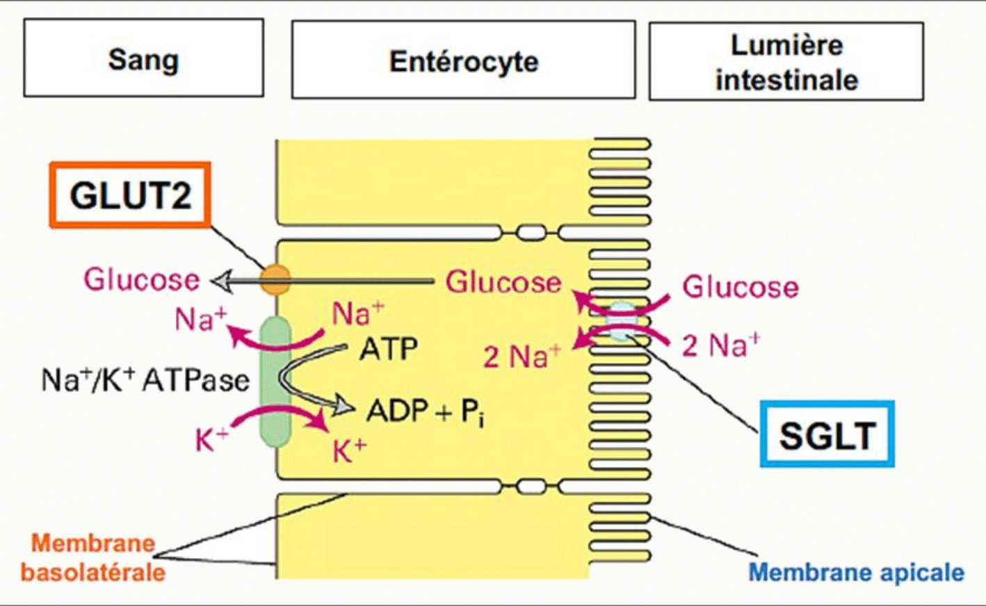 Absorption du glucose par l'entérocyte : SGLT au pôle apical, GLUT2 au pôle basolatéral