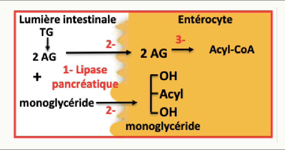 Absorption des lipides par l'entérocyte : hydrolyse dans la lumière puis réestérification en acyl-CoA