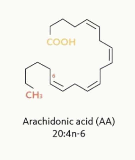 Formule de l'acide arachidonique, acide gras à 20 carbones et 4 doubles liaisons de série n-6