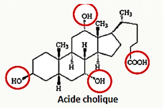 Acide cholique, sel biliaire dérivé du cholestérol, et ses fonctions hydroxyles