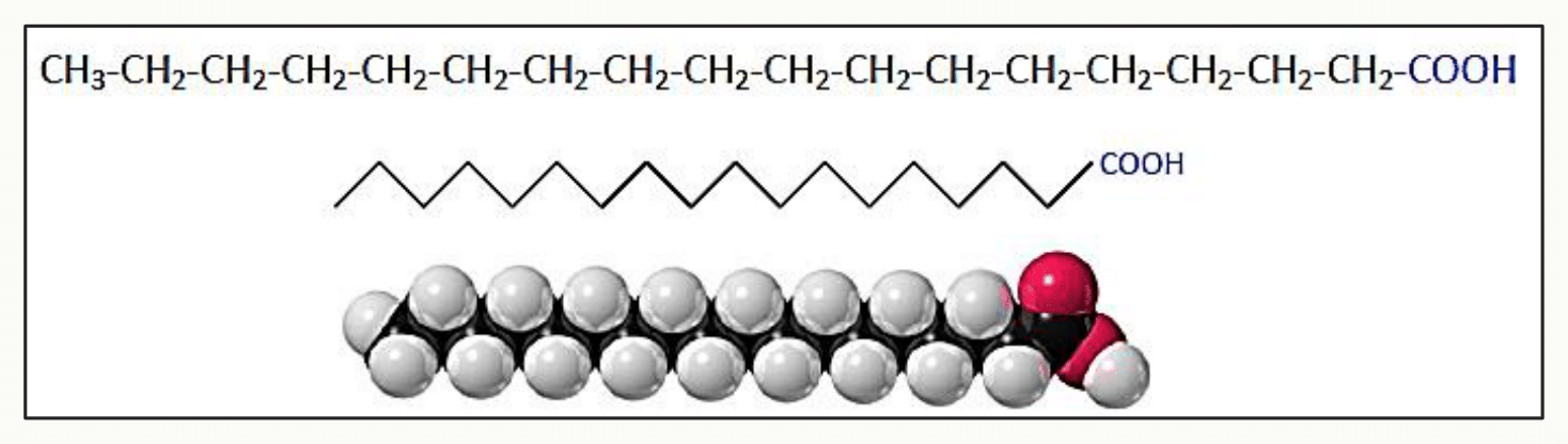 Acide gras saturé représenté en formule développée et en modèle compact