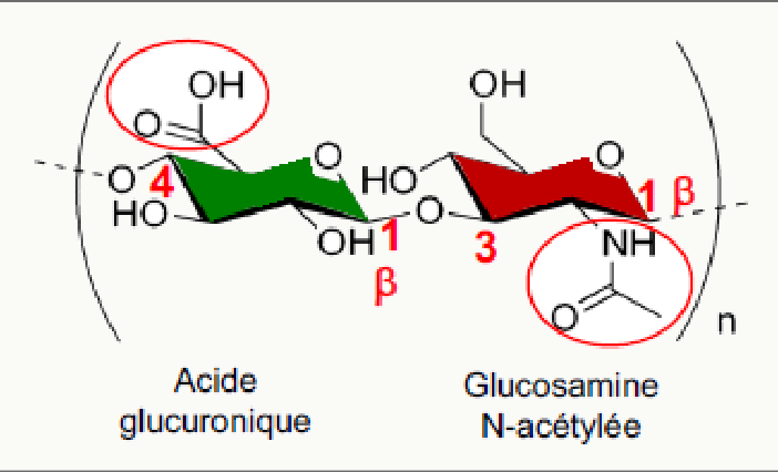 Acide hyaluronique formé d'acide glucuronique et de glucosamine N-acétylée