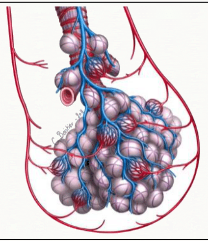 Acinus pulmonaire, ses alvéoles et le réseau capillaire qui les entoure