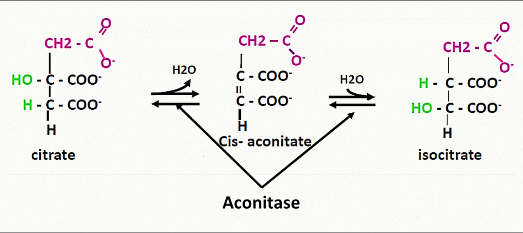 Isomérisation du citrate en isocitrate par l'aconitase, via le cis-aconitate