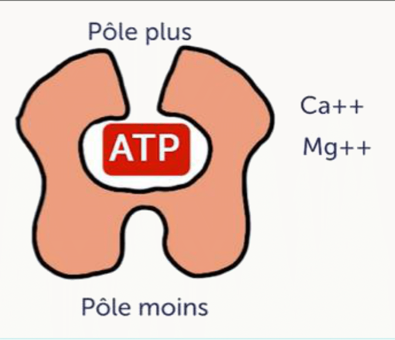 Monomère d'actine globulaire liant l'ATP, avec ses pôles plus et moins