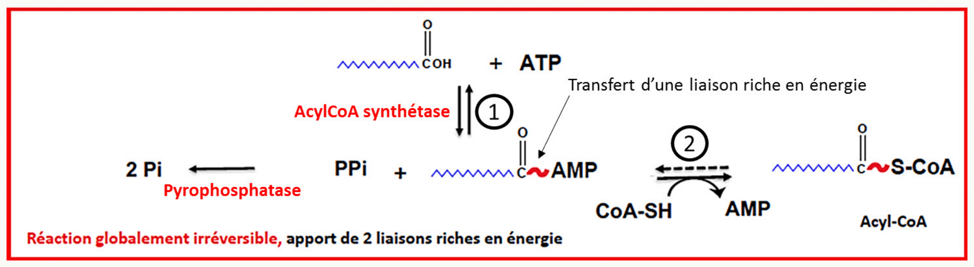 Activation d'un acide gras en acyl-CoA avec consommation d'ATP et libération d'AMP