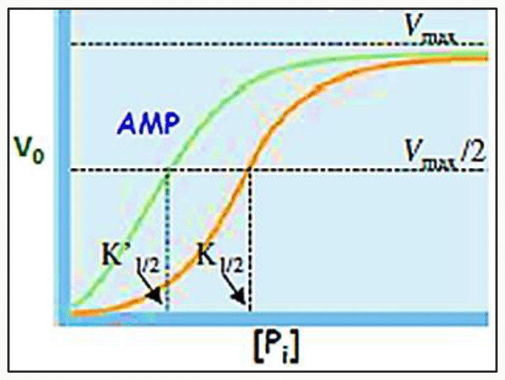 Activation de la glycogène phosphorylase par l'AMP, déplaçant la courbe de vitesse vers la gauche