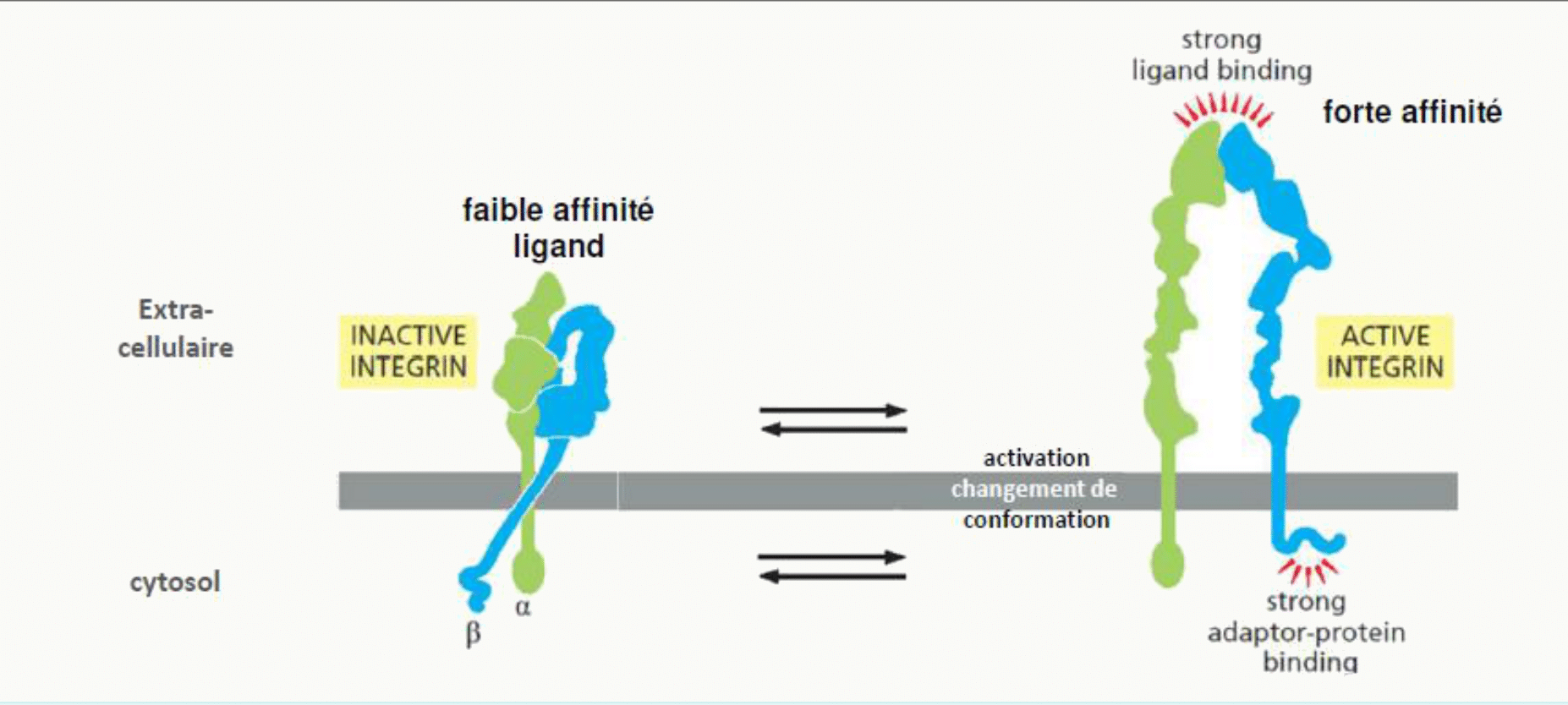 Activation d'une intégrine passant d'une conformation repliée de faible affinité à une conformation étendue de forte affinité