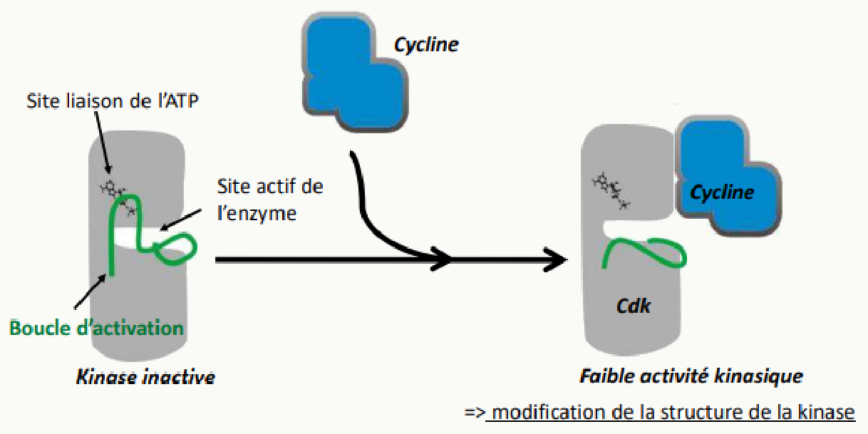 Activation d'une CDK par déplacement de la boucle d'activation libérant le site actif
