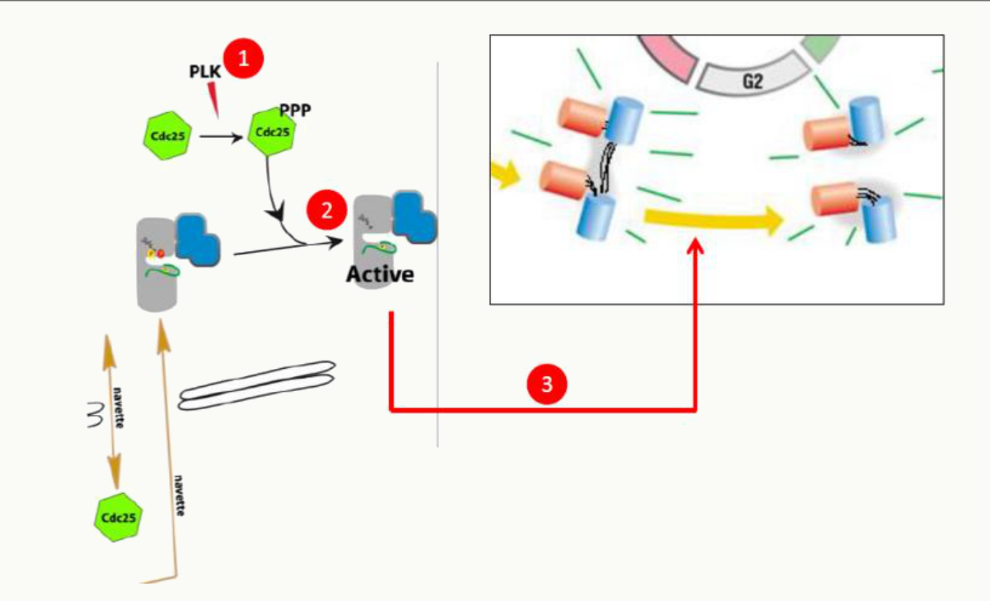Activation du MPF, complexe CDK1-cycline B, déclenchant l'entrée en mitose