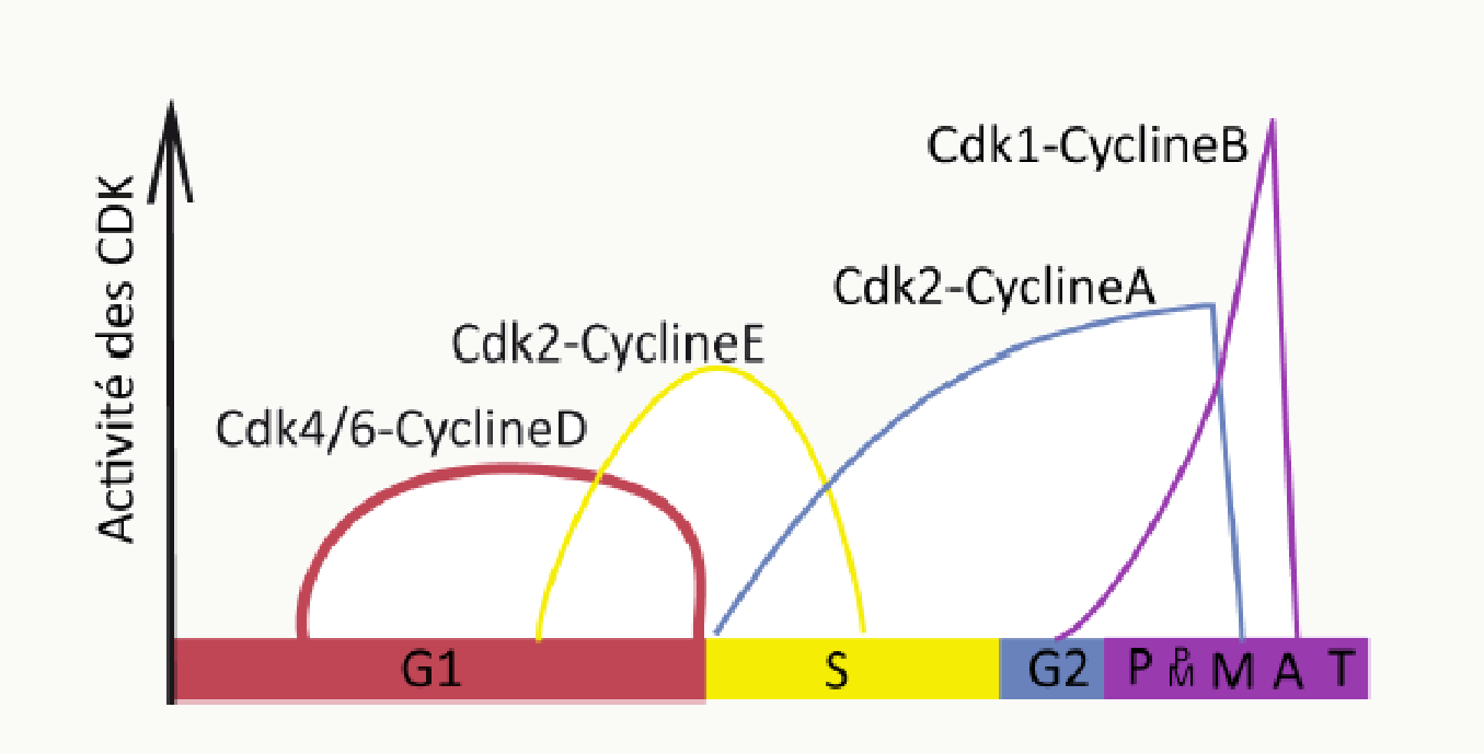 Courbes d'activité des différents complexes CDK-cycline au cours du cycle cellulaire