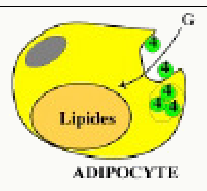 Captation du glucose par l'adipocyte via ses transporteurs