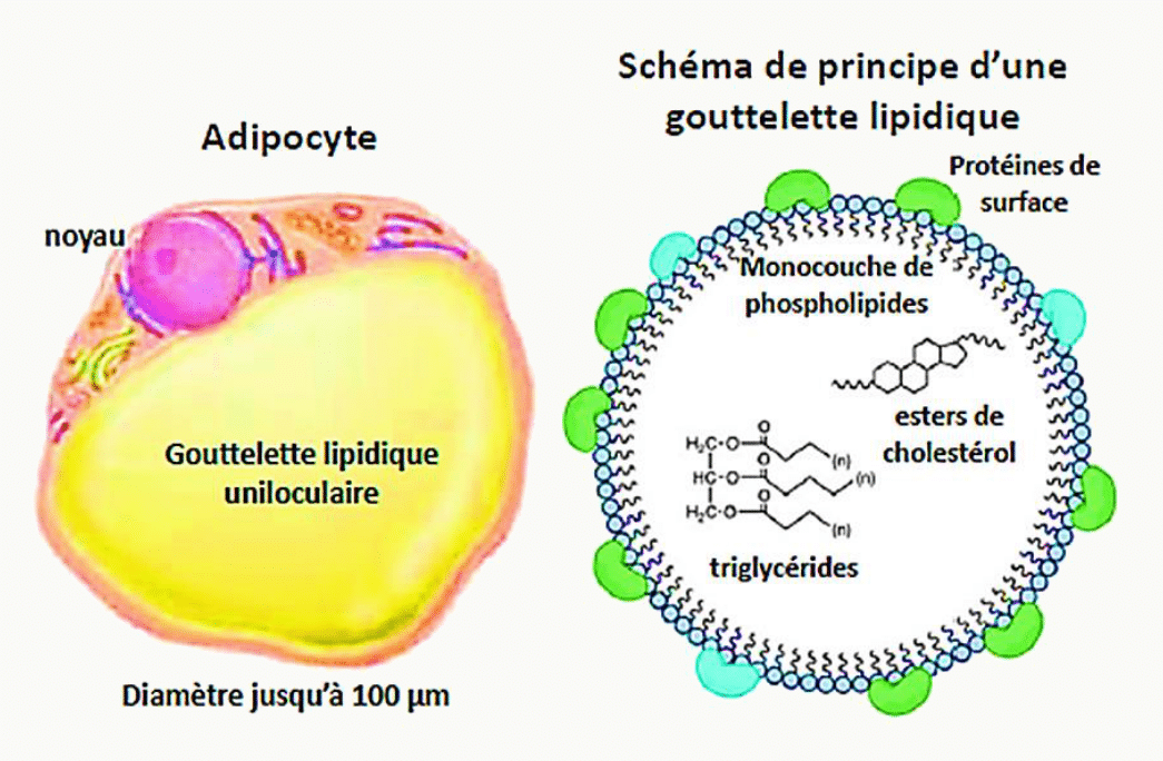 Adipocyte et sa gouttelette lipidique unique, avec le schéma de sa monocouche de phospholipides
