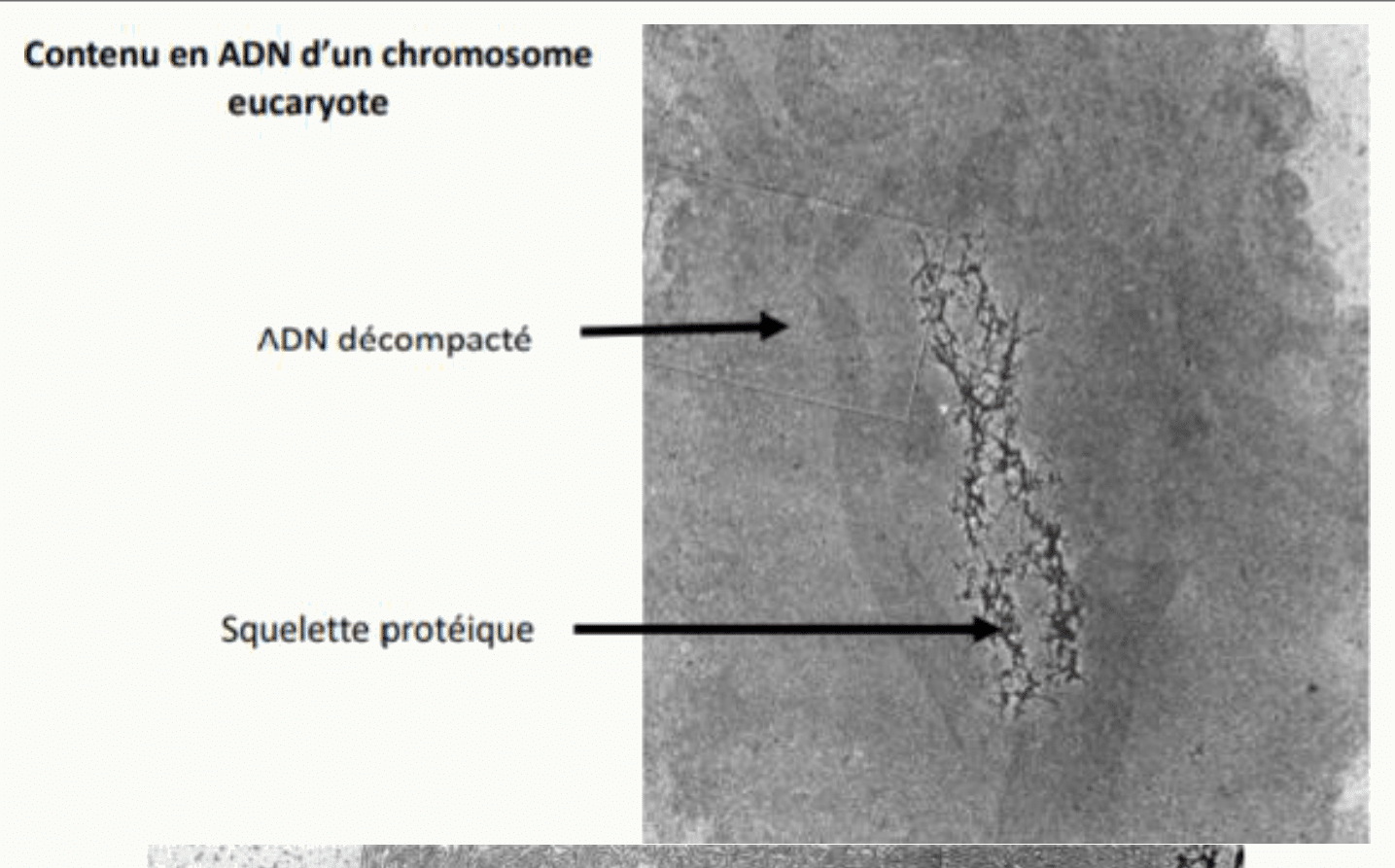 ADN décompacté autour du squelette protéique d'un chromosome eucaryote