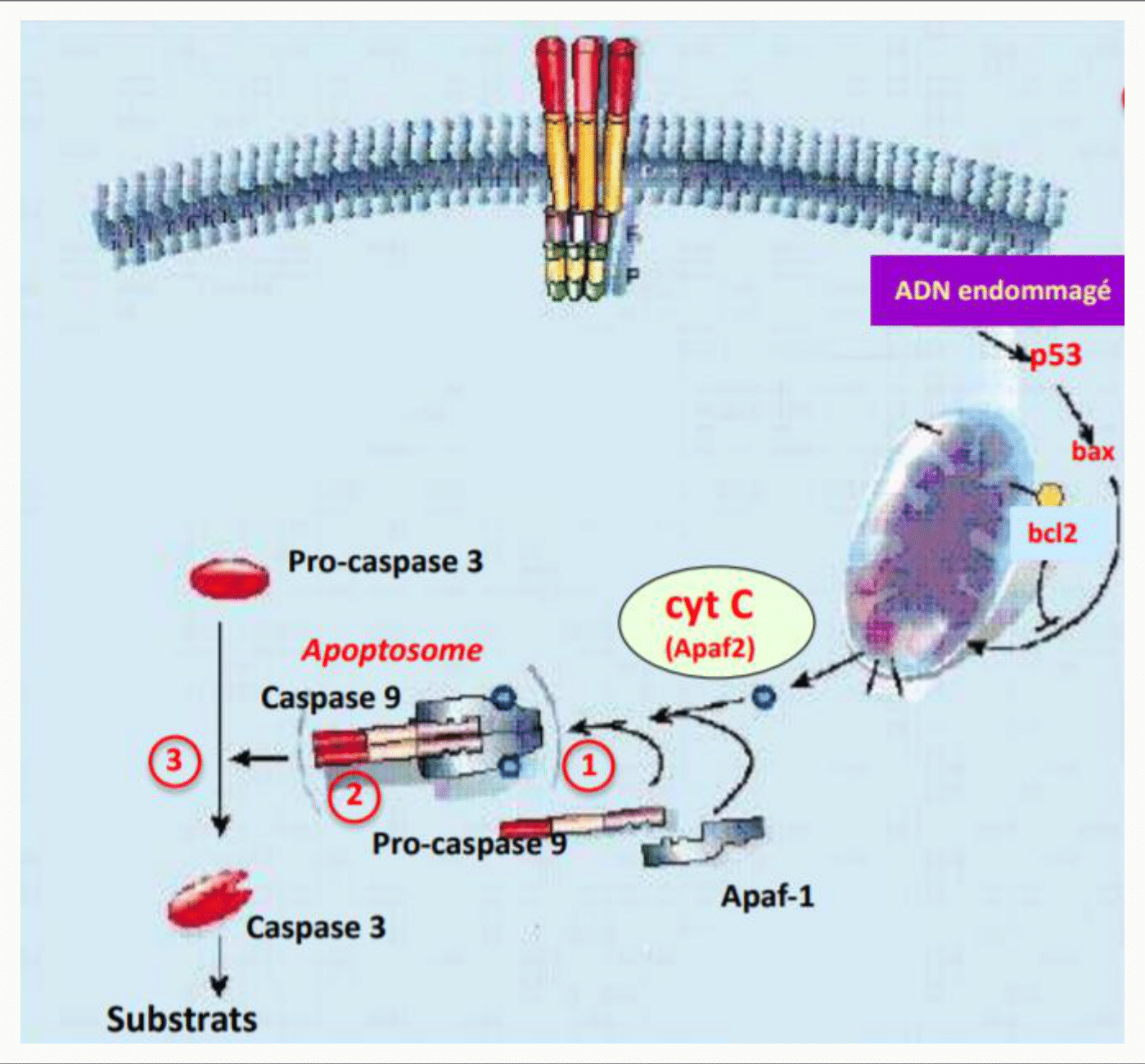 ADN endommagé activant p53, qui déséquilibre la balance Bcl-2 et déclenche la libération du cytochrome c
