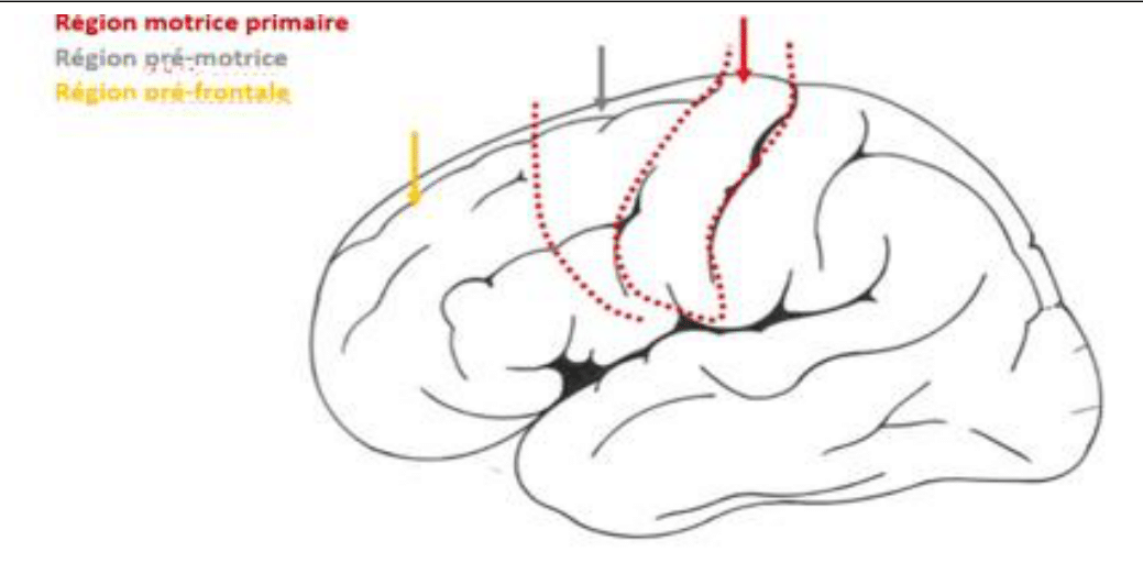 Aire motrice primaire et aire sensitive primaire de part et d'autre du sillon central