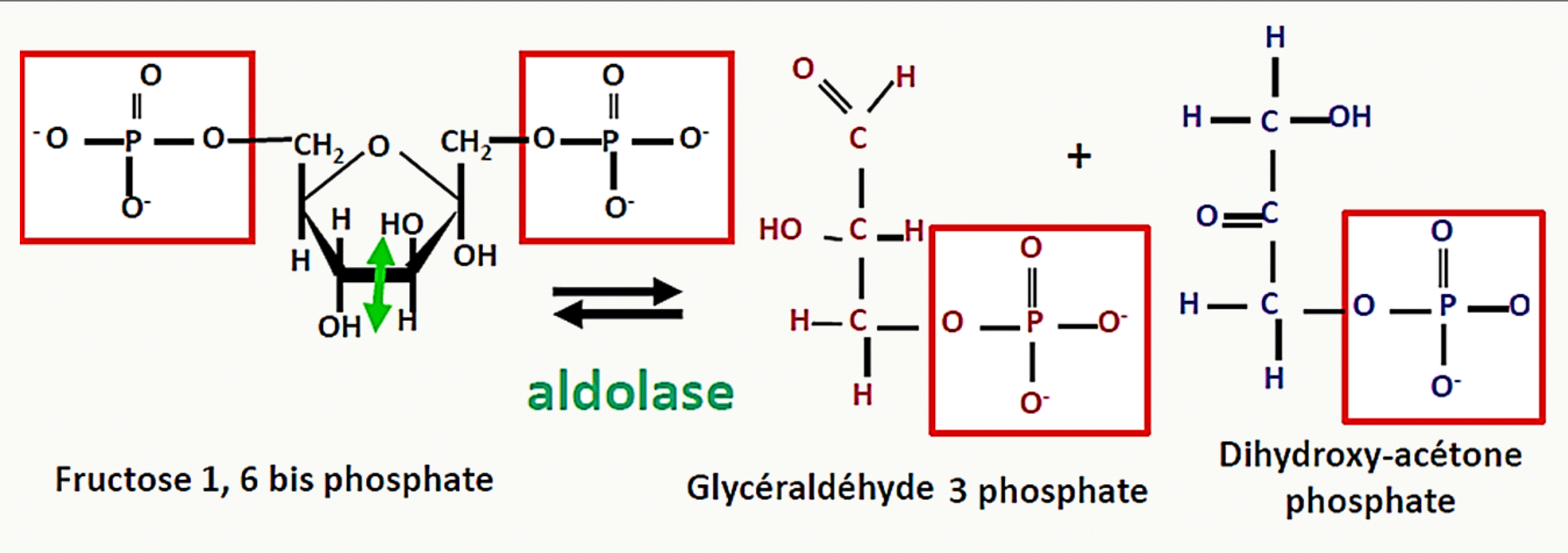 Clivage du fructose-1,6-bisphosphate en deux trioses phosphates par l'aldolase