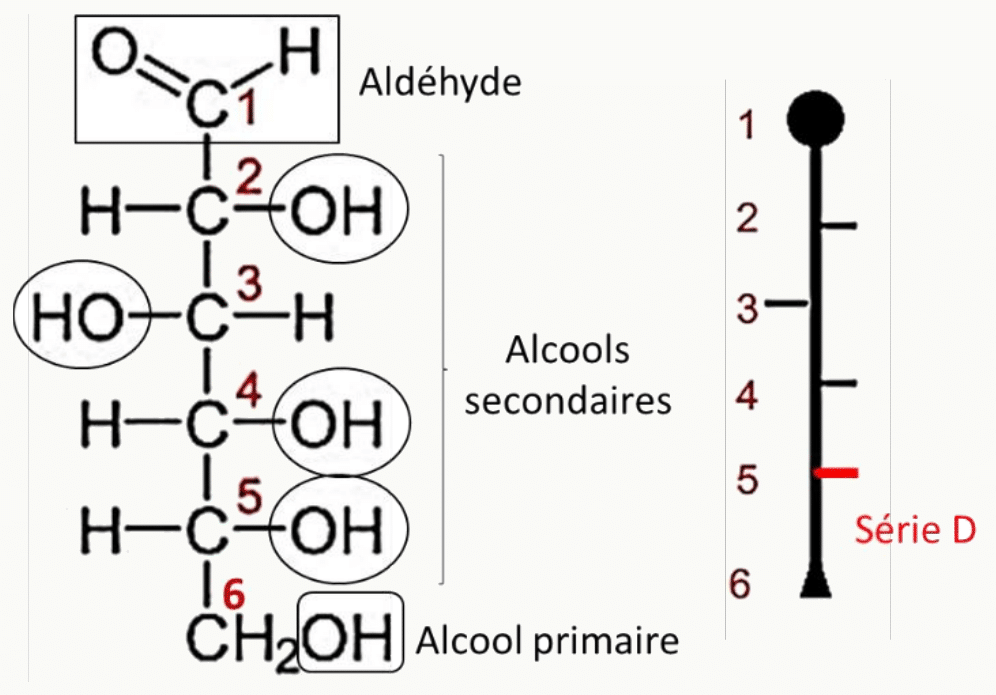 Aldose et ses fonctions : aldéhyde en C1, alcools secondaires et alcool primaire terminal