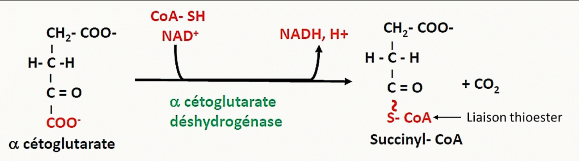 Décarboxylation oxydative de l'α-cétoglutarate en succinyl-CoA