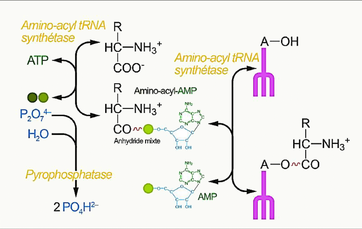 Charge de l'ARNt par l'aminoacyl-ARNt synthétase avec activation de l'acide aminé par l'ATP