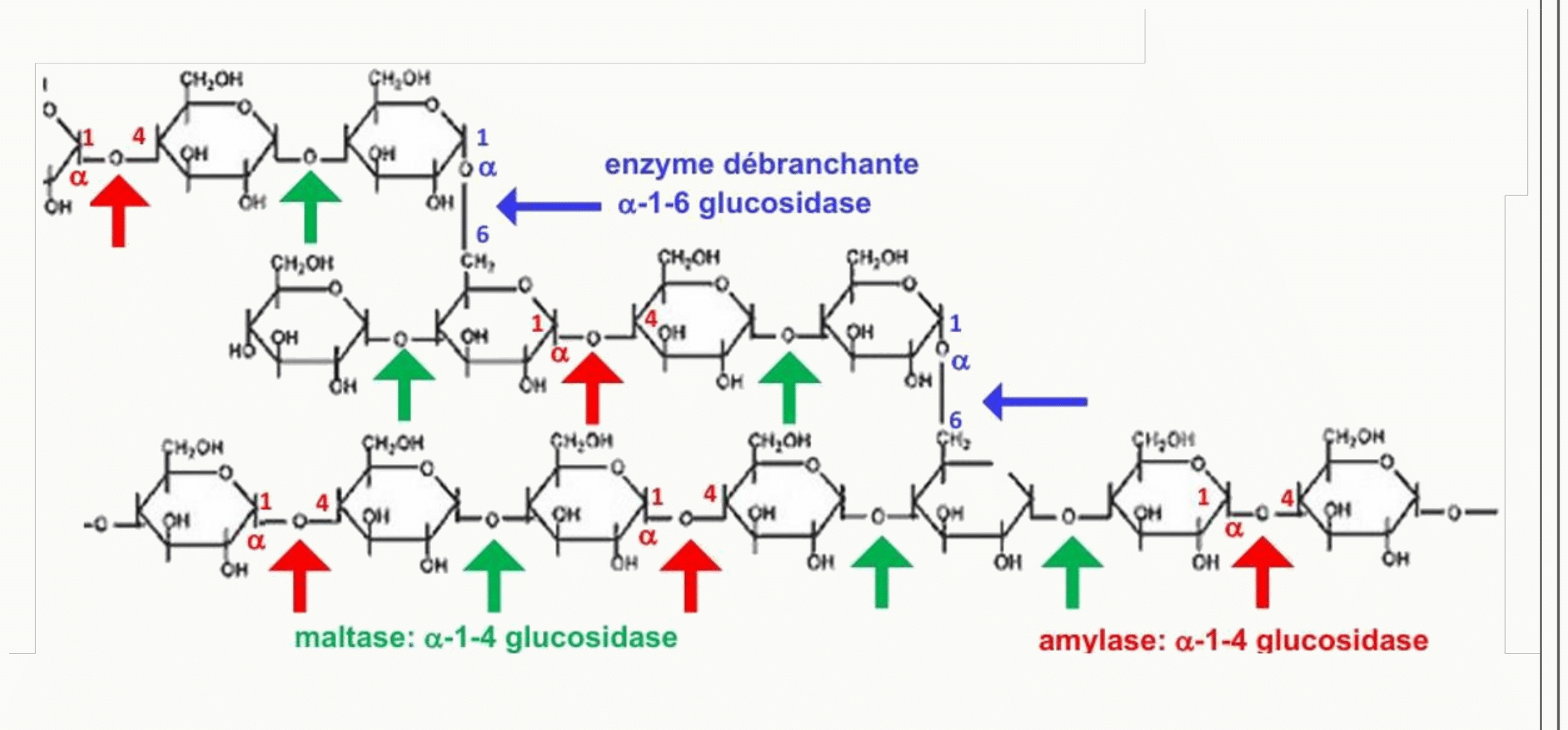 Action de l'amylase, de l'enzyme débranchante et de l'α-1-4 glucosidase sur les polysaccharides