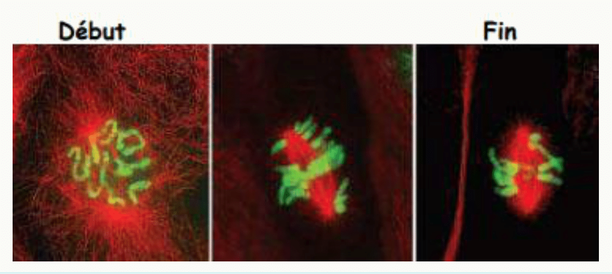 Début et fin de l'anaphase observés en immunofluorescence