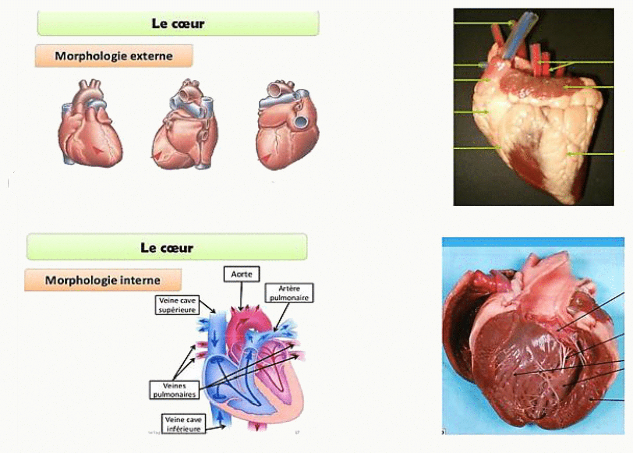 Anatomie descriptive du cœur : morphologie externe et morphologie interne, en schémas et photographies