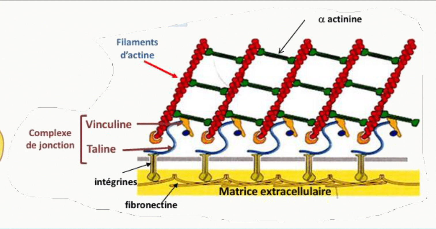 Ancrage des filaments d'actine à une jonction cellulaire par l'alpha-actinine, la vinculine, la taline et les intégrines