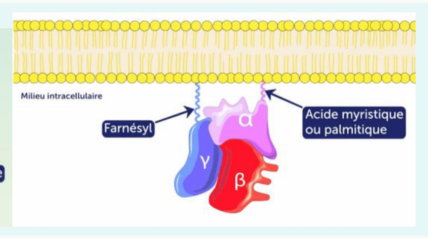 Ancrage de protéines à la membrane par un acide myristique ou palmitique, exemple des sous-unités bêta-gamma d'une protéine G